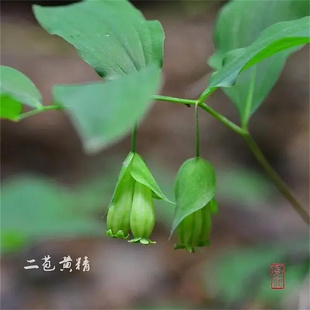 东北黄精二苞黄精笔管菜苞叶黄精种苗中草药植物家庭园艺易活
