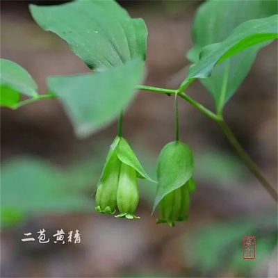 东北黄精二苞笔管苞叶中草药植物
