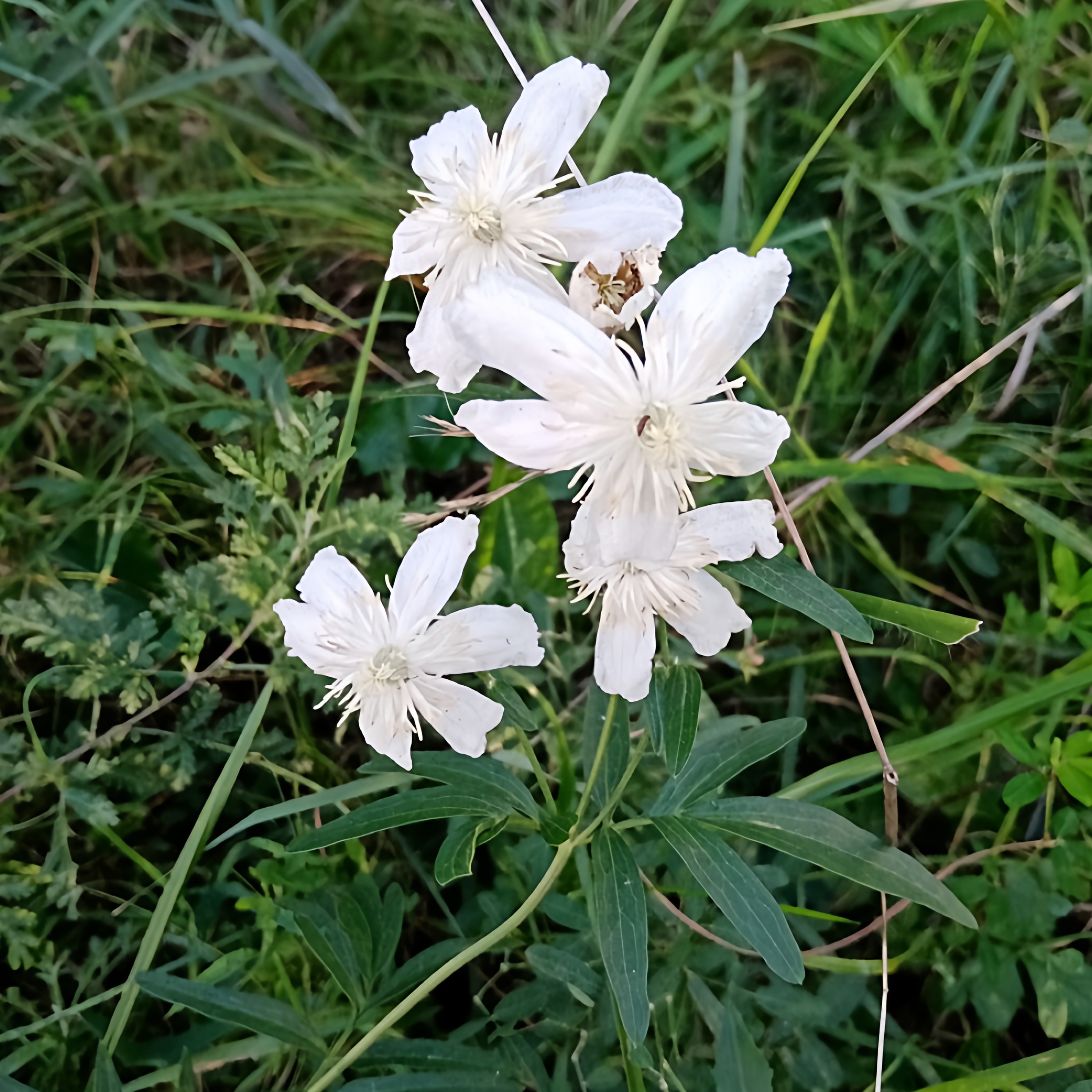 正宗棉团铁线莲种子东北花卉中草药威灵仙属根苗南北种植盆栽园艺