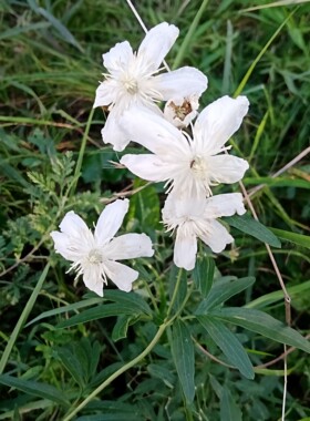正宗棉团铁线莲种子东北花卉