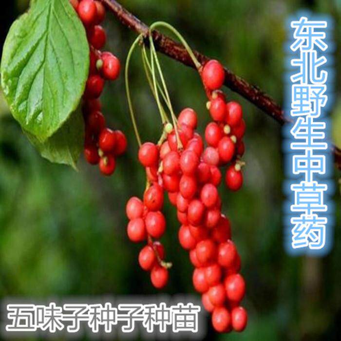 东北名贵中药材北五味子四季种植耐寒南北方庭院地栽爬藤植物易活