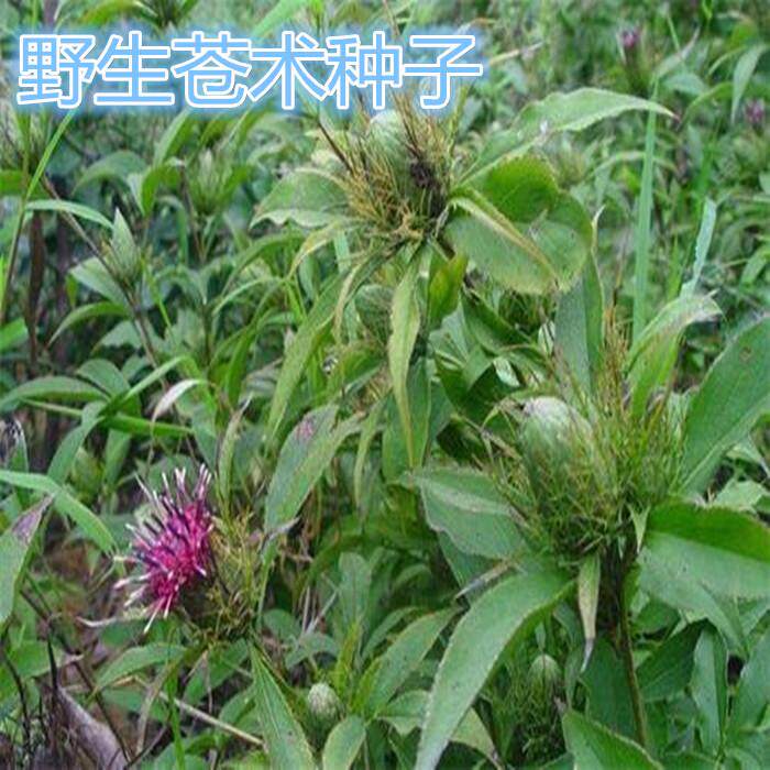 东北苍术种子多年生观叶观花植物枪头菜种苗庭院盆栽地栽易活包邮