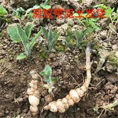 新鲜地牯牛甘露子宝塔菜根苗