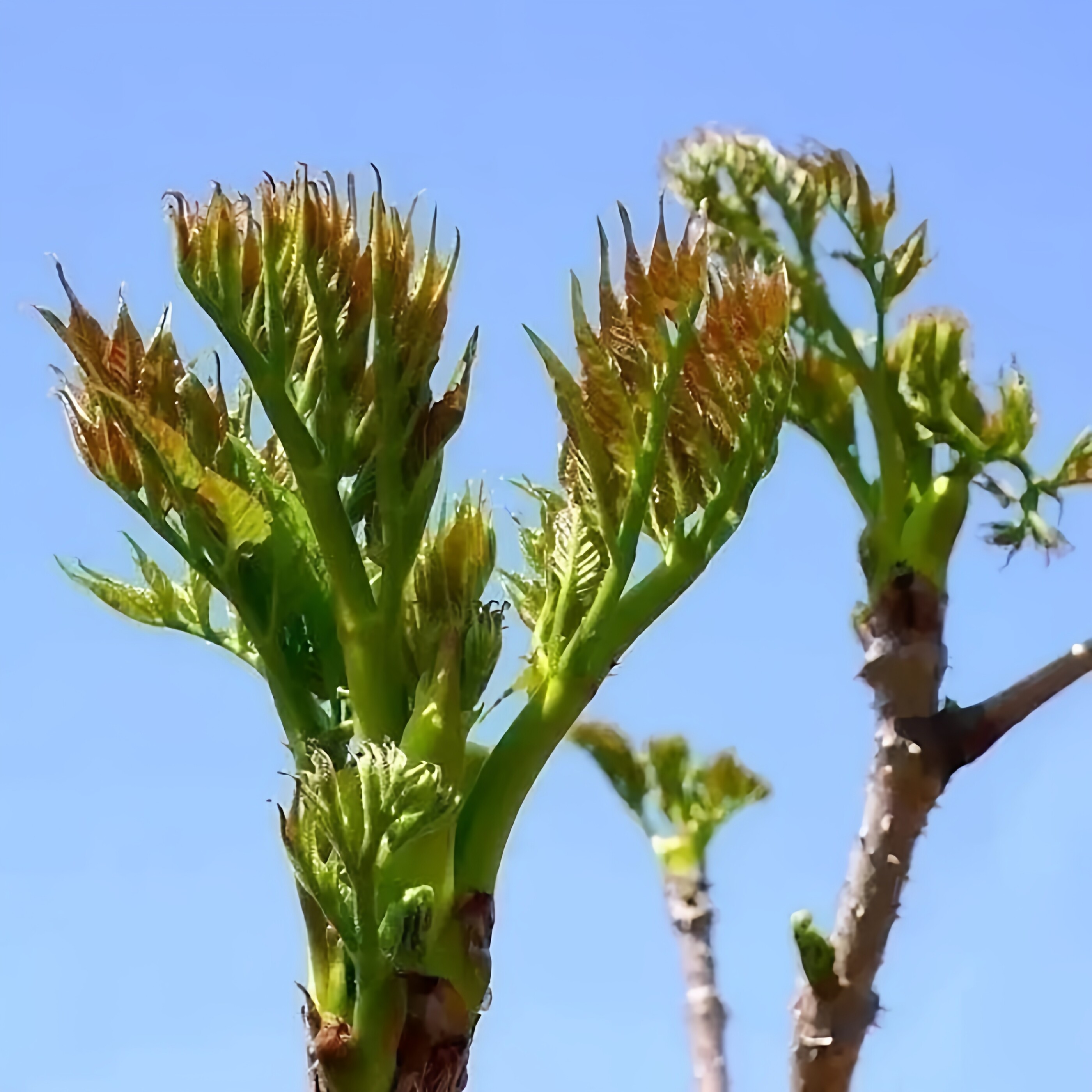 东北野生刺龙芽种子多年生中草药观叶山菜种苗春季播种夏季开花