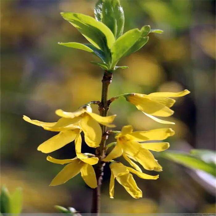东北连翘根苗黄花杆春季开花家庭中草药植物盆栽盆景花卉简单易活