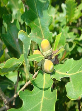 东北柞树苗蒙古栎树中草药橡子树种苗南北方花园庭院盆栽地栽绿植