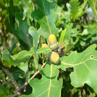 东北柞树苗蒙古栎树中草药橡子树种苗南北方花园庭院盆栽地栽绿植