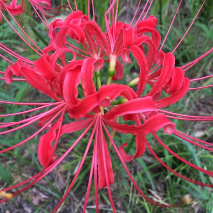 红色重瓣彼岸花种子四季开花多年生曼珠沙华宿根花卉阳台盆栽易种