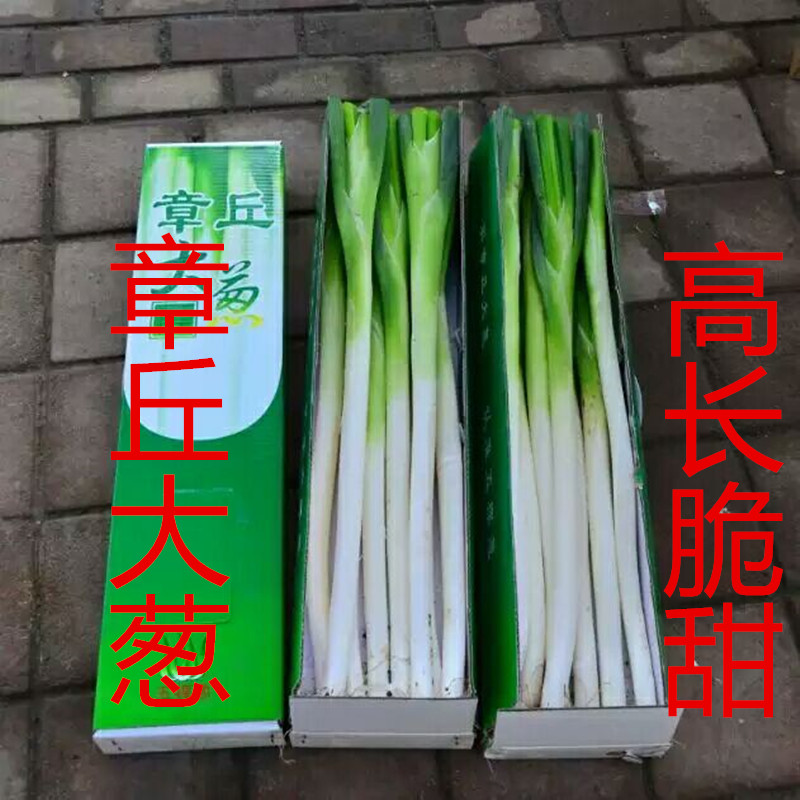 山东章丘大葱新鲜礼盒原产地