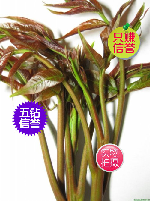 山东特产现摘现卖香春芽新鲜蔬菜