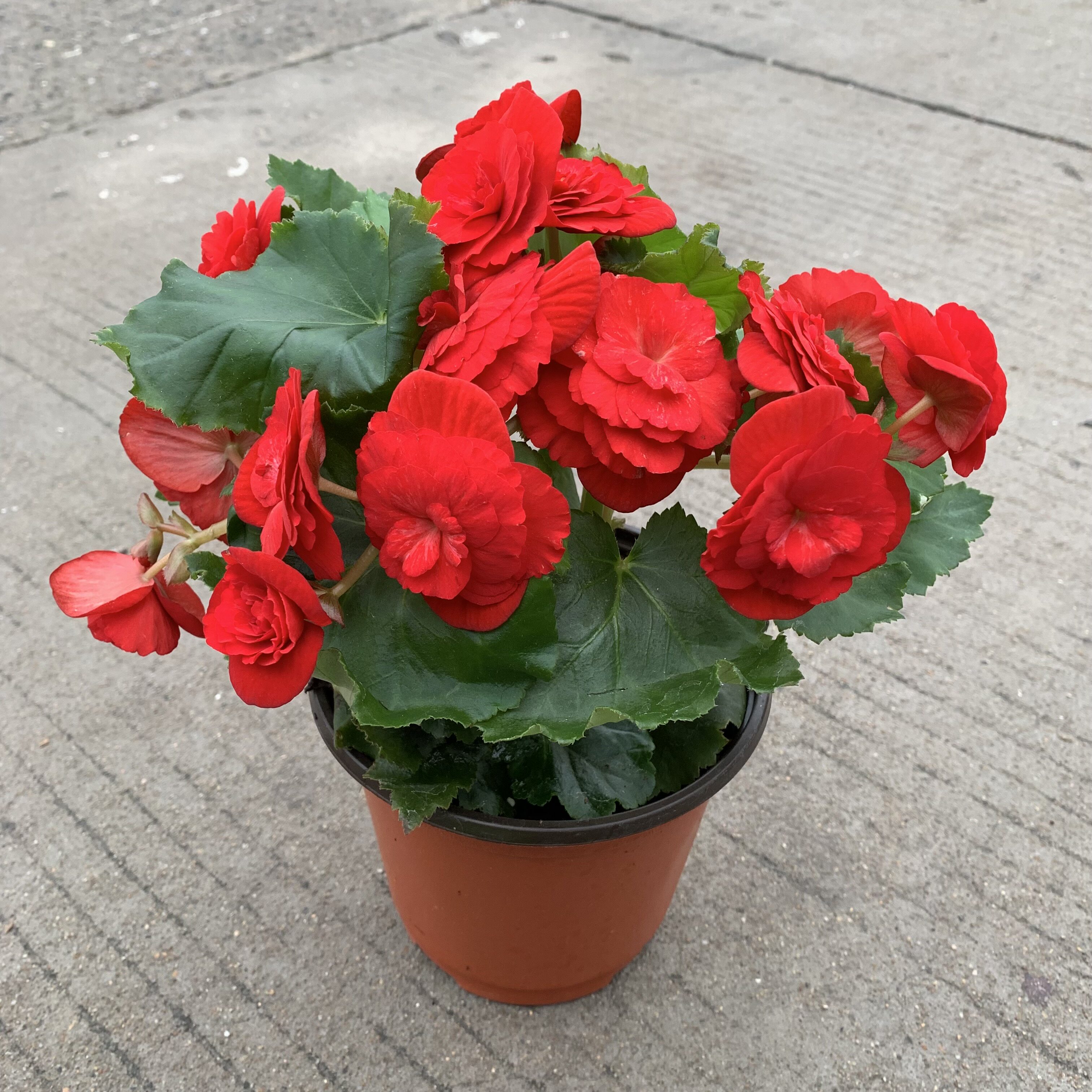 盆栽花卉丽格海棠四季海棠花苗重瓣带花发货状态好包邮