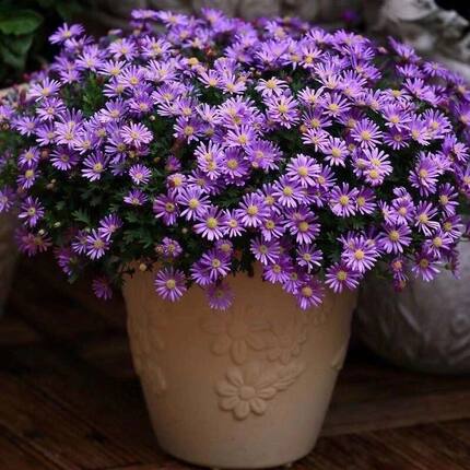 姬小菊室内阳台盆栽花苗四季开花卉植物易爆盆庭院姬小菊带花包邮