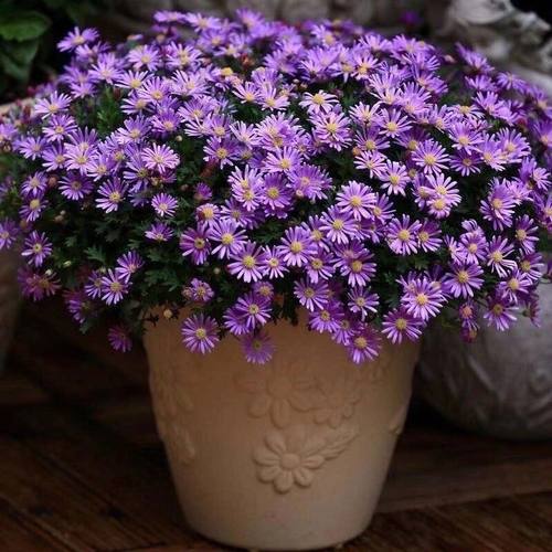 植物阳台庭院带花姬小菊盆栽包邮
