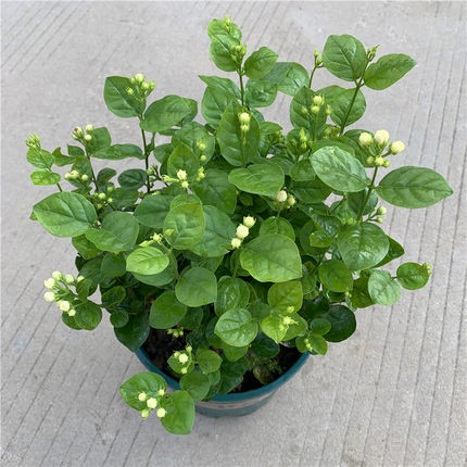 重瓣茉莉花盆栽室内室外防蚊植物阳台花卉芳香净化空气绿植包邮
