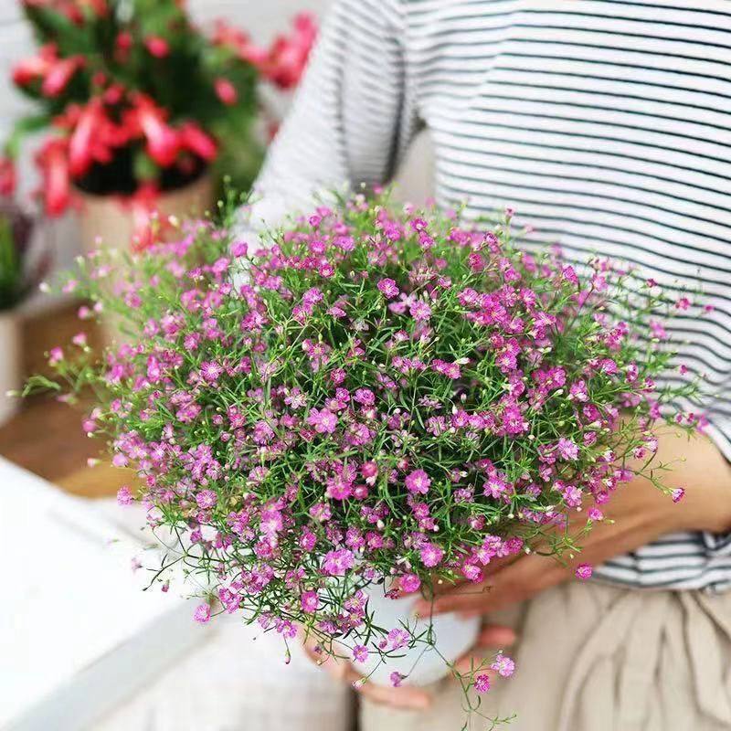 大叶满天星盆栽 吉普赛满天星花苗 阳台花卉植物花园新娘花苗包邮