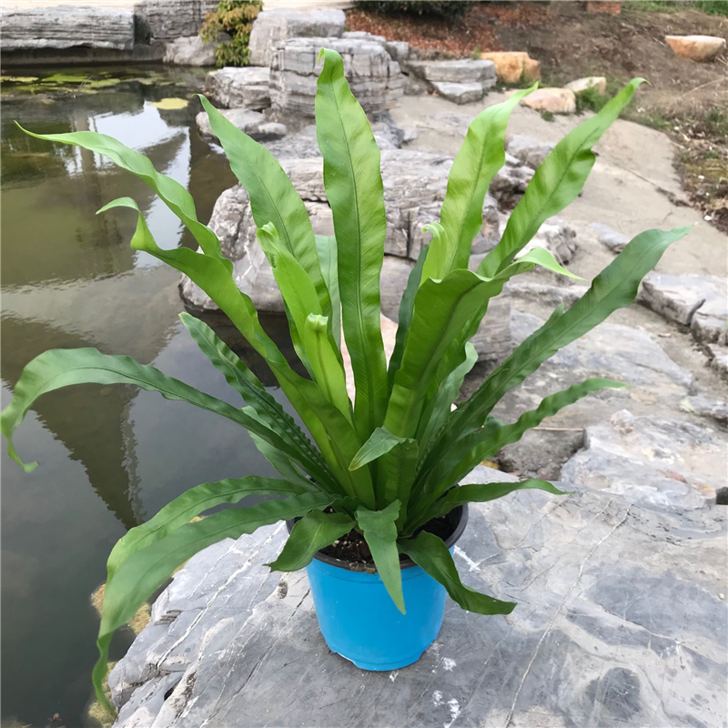 吸甲醛蕨类植物鸟巢蕨客厅