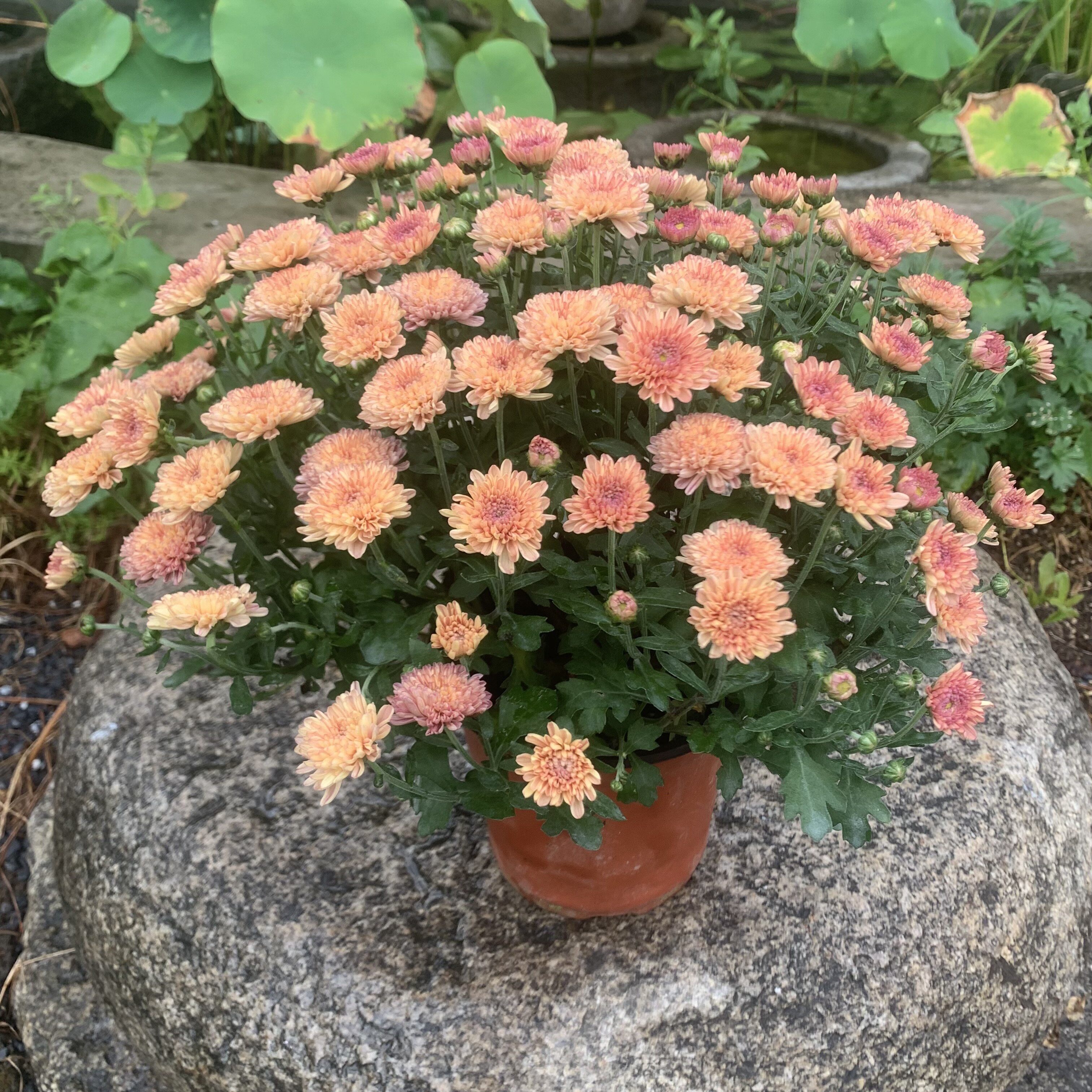 乒乓菊盆栽带花阳台庭院开花植物重瓣菊花四季好养绿植花卉包邮