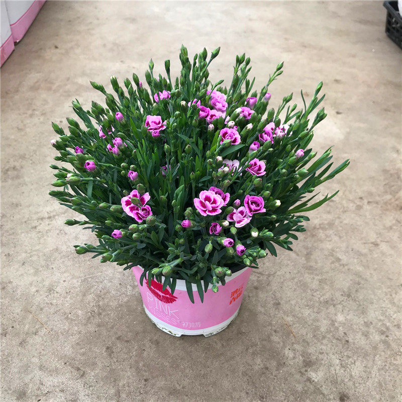 网红石竹初吻盆栽阳台室外庭院观花植物耐寒花卉花期长花量大包邮