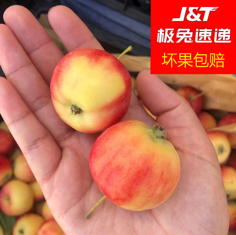 沙果新鲜内蒙古赤峰沙果海棠果酸甜小水果北方应季东北特产沙果