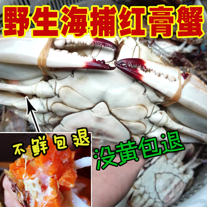 红膏蟹 鲜活梭子蟹 大母蟹新鲜海蟹红膏梭子蟹满黄梭子蟹海鲜蟹类