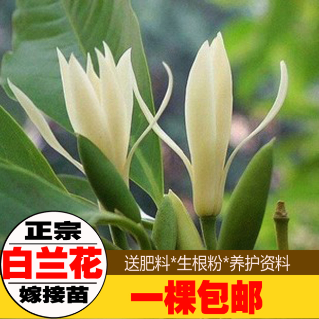 白玉兰树苗 白兰花盆栽 白兰花苗 木兰花黄桷兰树苗 浓香绿植花卉