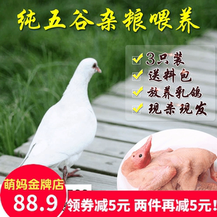 【活动价】大个乳鸽360g*3只 放养鸽子肉山村老鸽子生态土鸽子