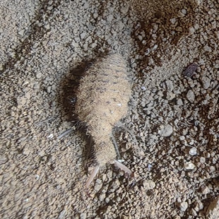 活体正宗野生金沙牛倒退虫地牯牛中药材蚁狮蚁蛉幼虫爬宠包活到家