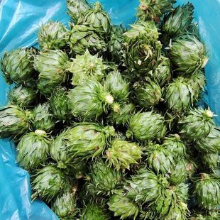 正宗深山现摘杉木球中药材杉木果新鲜杉树果中草药