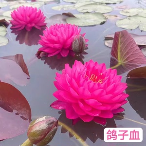 鸽子血睡莲水培植物带花苞大型耐寒池塘庭院阳台水养莲带花苞发货
