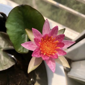 珍妮睡莲水培植物带花苞发货成品苗