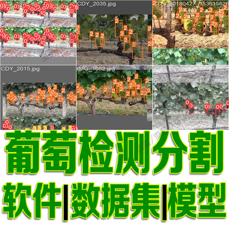 葡萄串检测和分割对象检测数据集模型yolo机器学习python自动识别