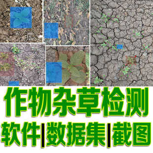 作物 杂草目标检测数据集yolo训练标注voc实时机器深度学习python