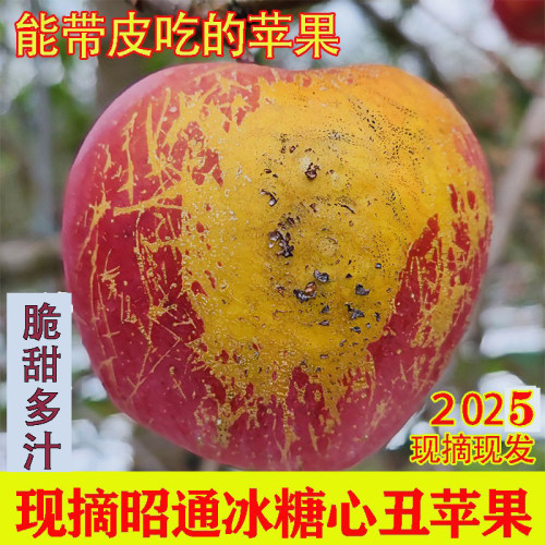 云南昭通冰糖心现摘现发丑苹果