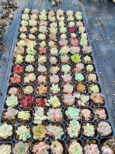 100棵多肉盲盒彩拼杂交新手套餐冠幅1 3CM带穴盘发货30个品种左右