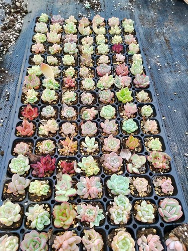 100棵多肉盲盒彩拼杂交新手套餐冠幅1-3CM带穴盘发货30个品种左右