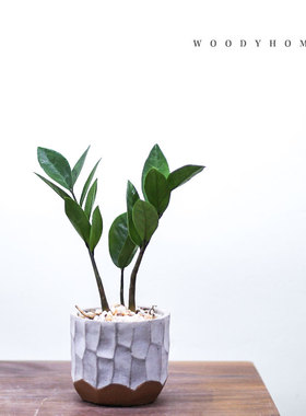 本木庐舍丨雪铁芋植物盆栽 金钱树 Z-Z PLANT  耐旱 寓意财  喜肥