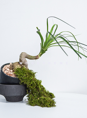 本木庐舍丨多头酒瓶兰植物盆栽 龙舌兰科 肉质根象腿树绿植宫造型