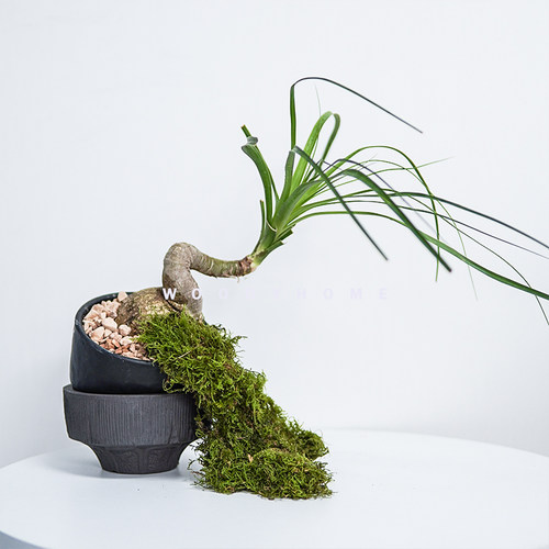 块茎造型酒瓶兰室内外耐旱