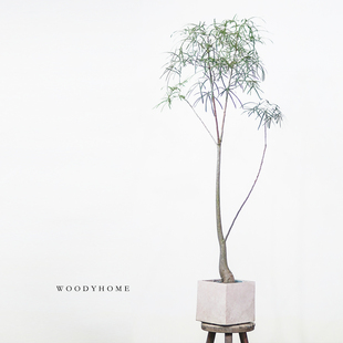 稀有昆士兰瓶树瓶干树室内植物盆栽佛肚树绿植侘寂风 本木庐舍