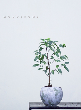 本木庐舍丨金边垂叶榕树锦植物 星光榕花叶高山榕  室内耐阴 小叶