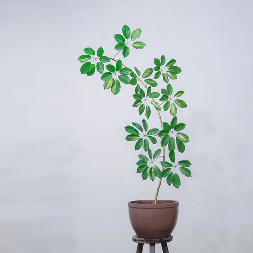 鹅掌柴鸭脚木简约设计师款耐阴