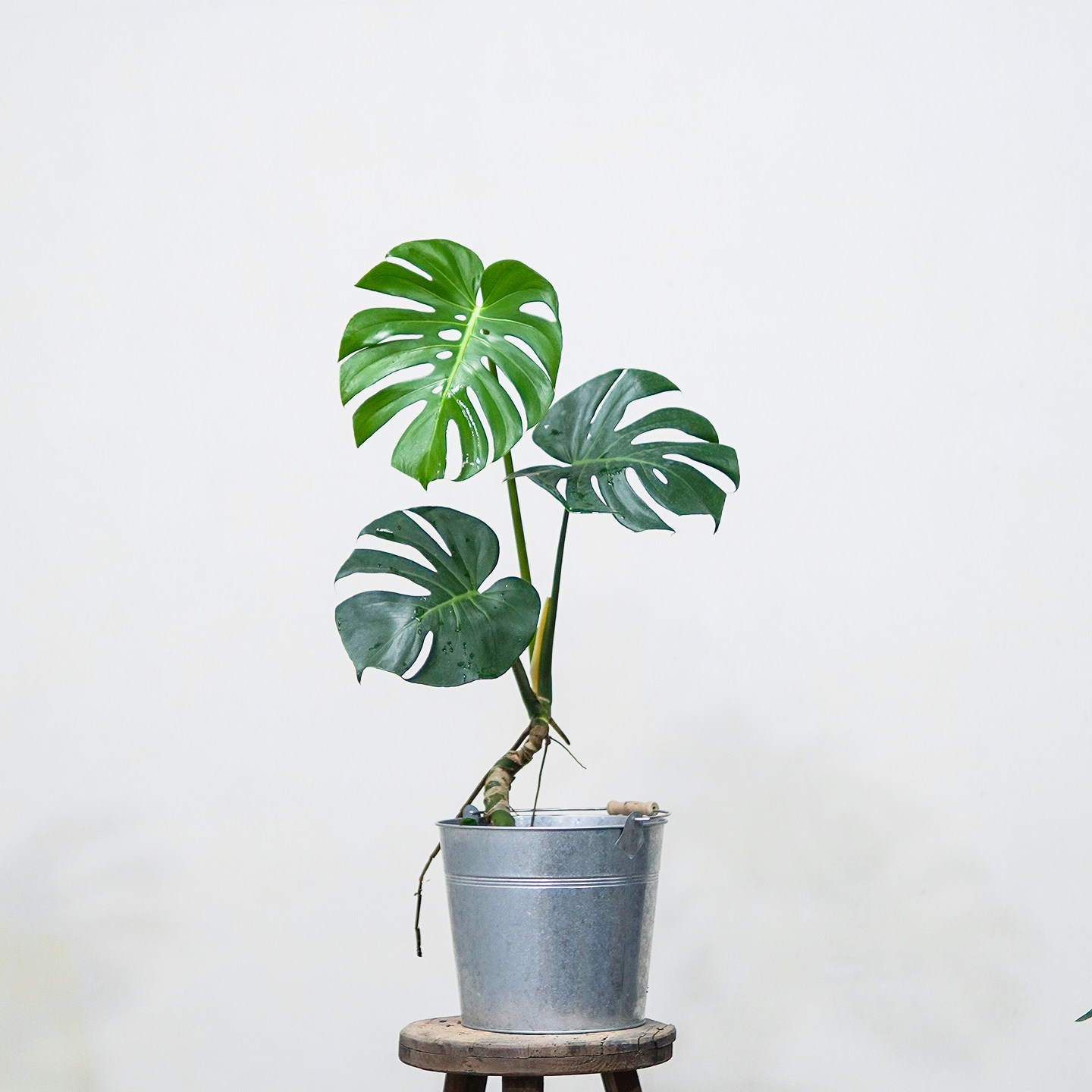 本木庐舍丨大型老桩龟背竹植物盆栽 甲醛克星室内 耐阴 经典ins风