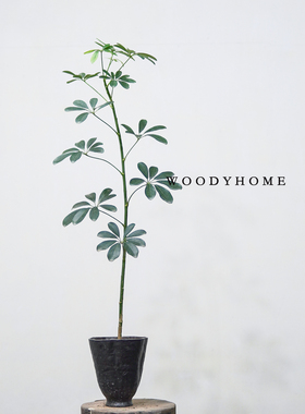 本木庐舍丨圆叶鹅掌柴植物盆栽圆润叶片   鸭脚木  室内 设计款