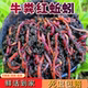 广西南宁红蚯蚓鲜活红虫垂钓鱼饵料鲫鱼鲤鱼野钓黑坑鱼料打窝料