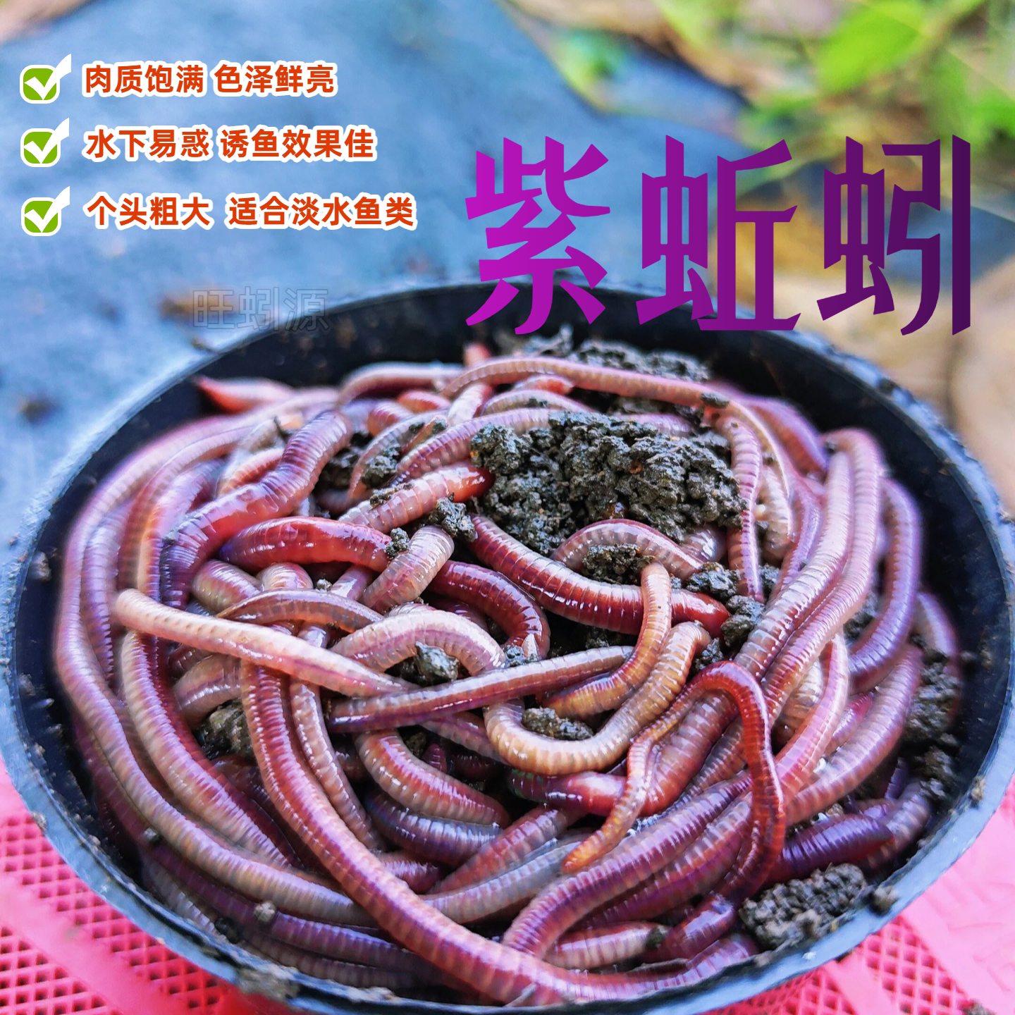 广西紫红蚯蚓活体红虫饵种苗钓鱼活饵/谷麦饵等饵料