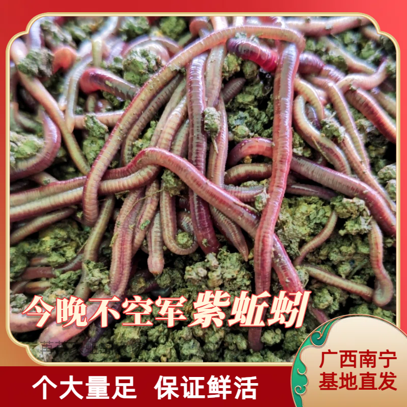 广西南宁紫蚯蚓活饵鲜活垂钓鱼饵料鲫鱼鲤鱼野钓鱼料打窝料