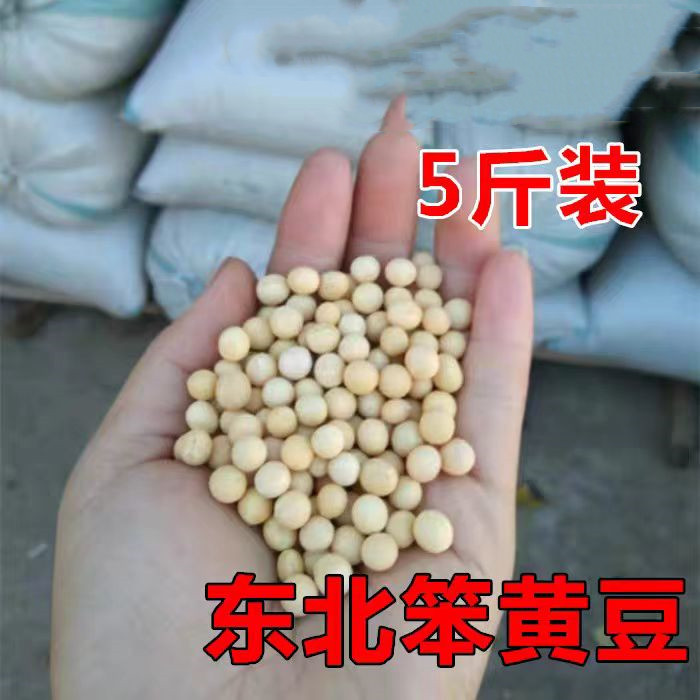 2023新东北大豆黄豆打豆浆专用新农家自种笨黄豆生豆芽5斤装杂粮