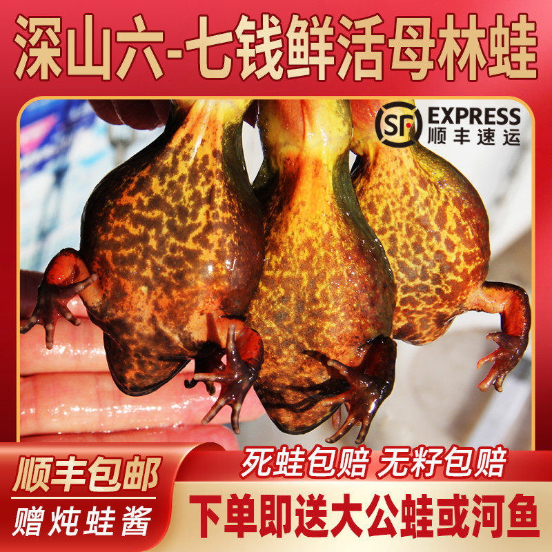 深山活林蛙 雪蛤 母蛤蟆 哈士蟆 母豹子 爆籽满油鲜活 包邮顺丰高性价比高么？