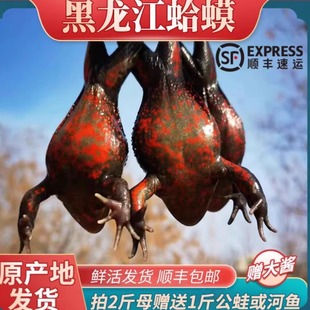 黑龙江林蛙东北哈士蟆黑龙江林蛙石蛤蟆红林蛙红泥子红肚母豹满籽