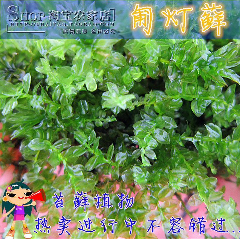 匍灯藓盆栽迷你diy生态瓶绿植园艺创意新奇罐装植物苔藓微景观